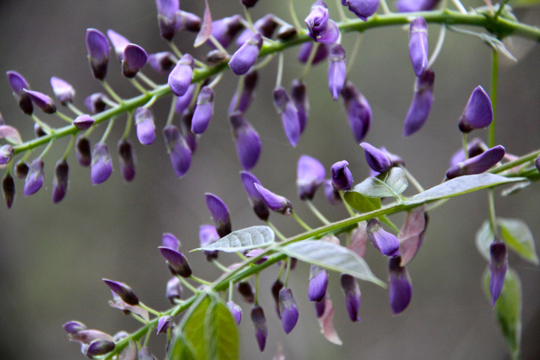bpu_Wisteria 021