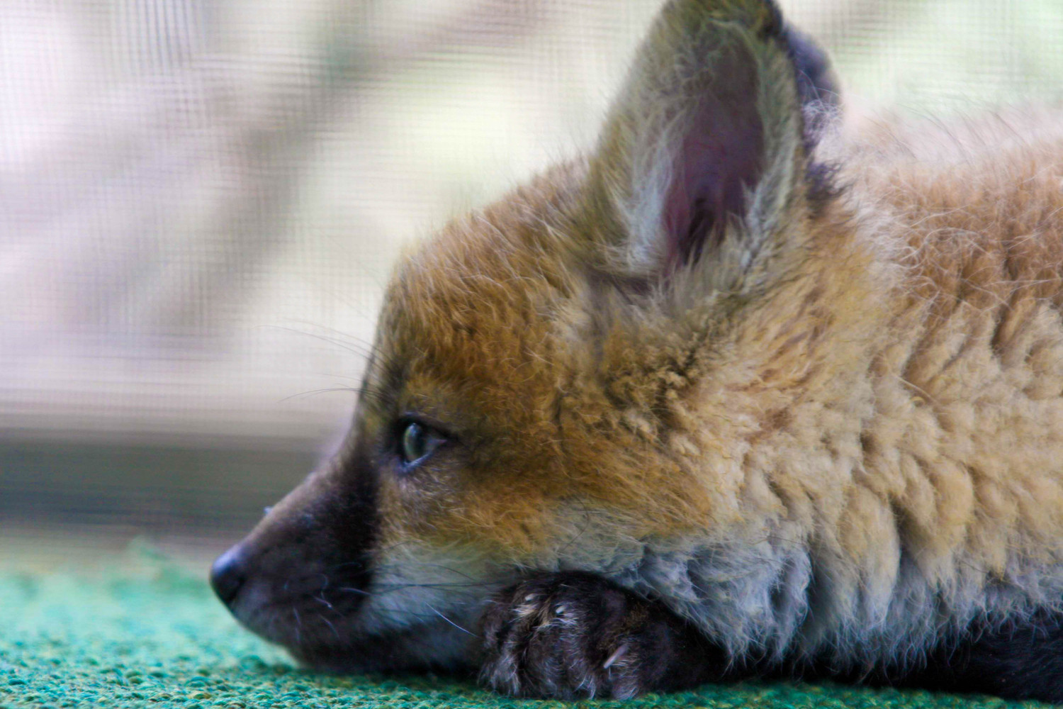 the thinking fox
