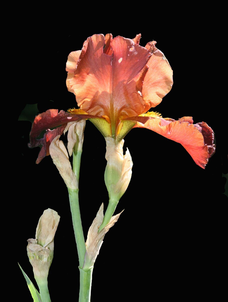 silhouetted iris