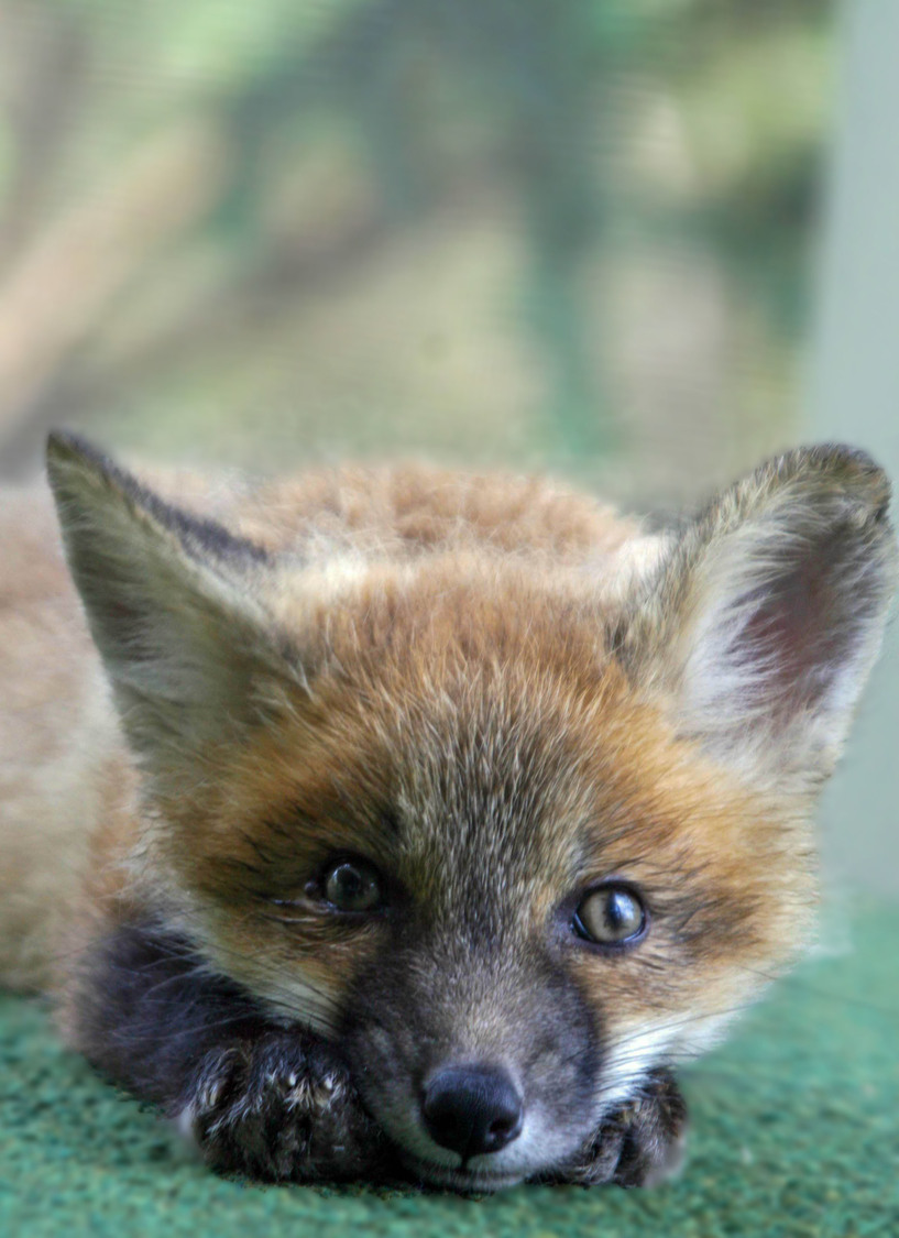 baby fox