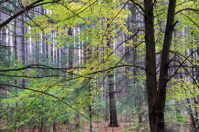 mi_lovely woods_275