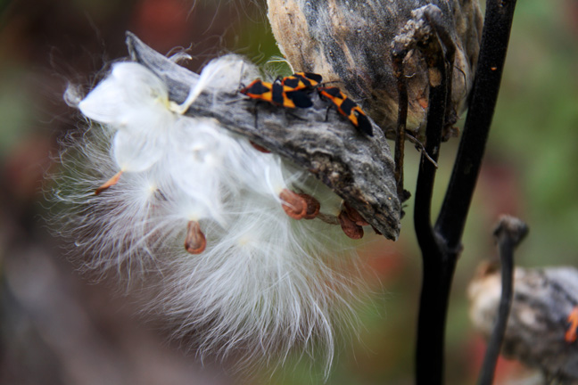 milkweed_018