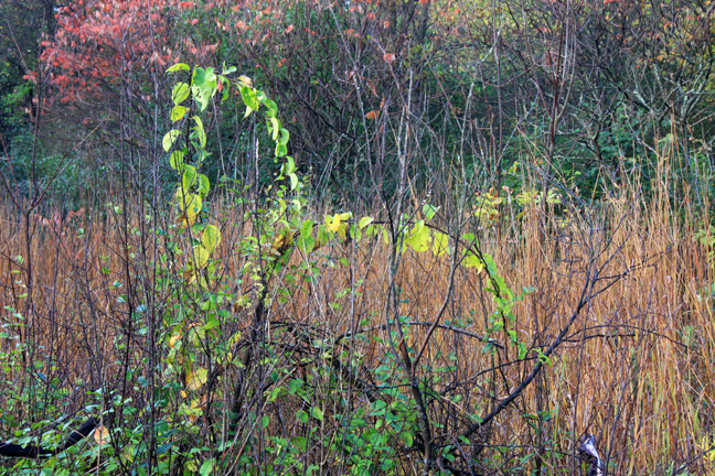 the curve of nature_298