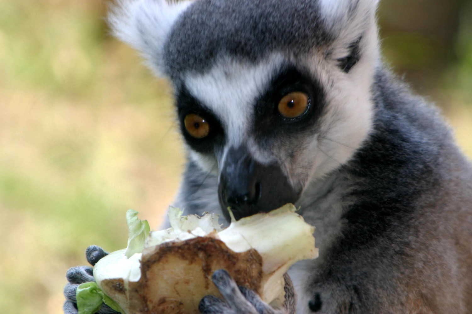 lemer with celery