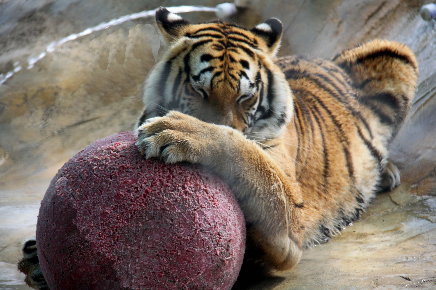 tiger with a ball