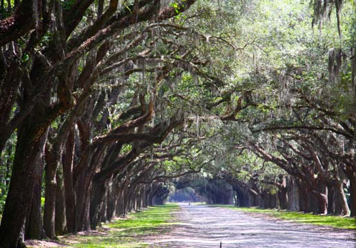ga_wormsloe iV_027