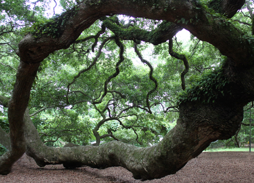 sc_Circle of life_ 054