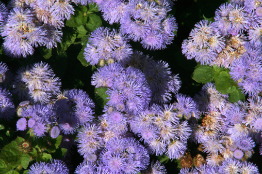 bpu_All that purple_8810