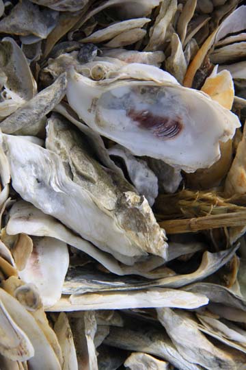sc_ oysters up close_ 048