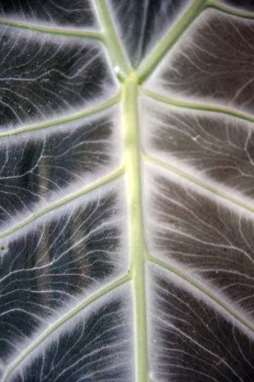 gr_Galactic leaf_040