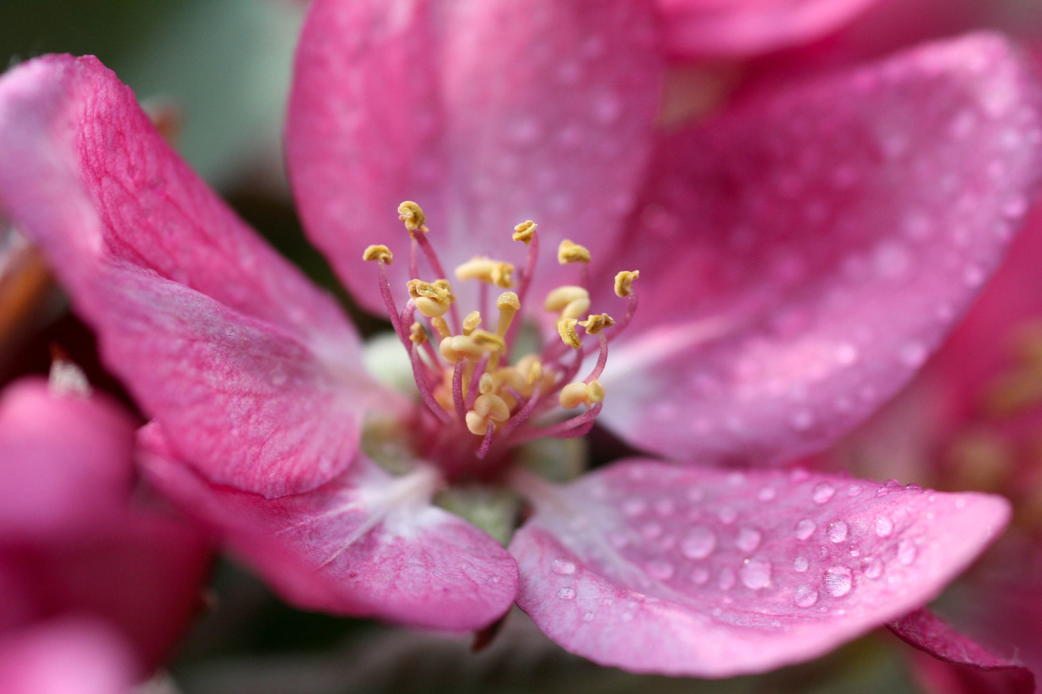 apple blossum