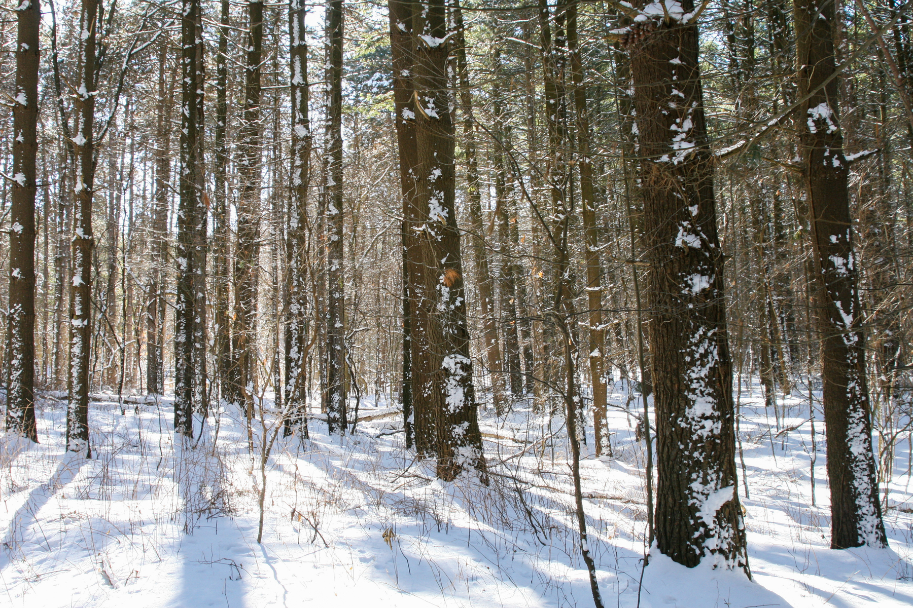 Stinchfield in winter