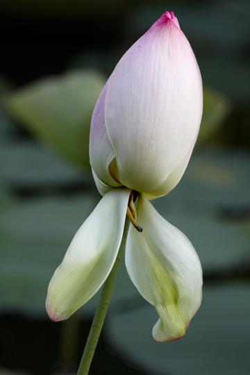 wh_The Queens Lily_ 234