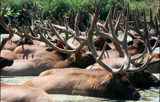 3_de_swimming elk_3206