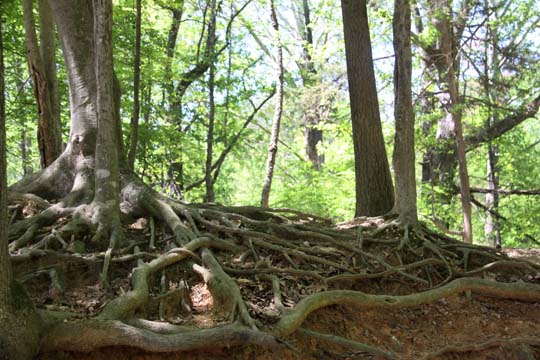 nc_Treeroots_177