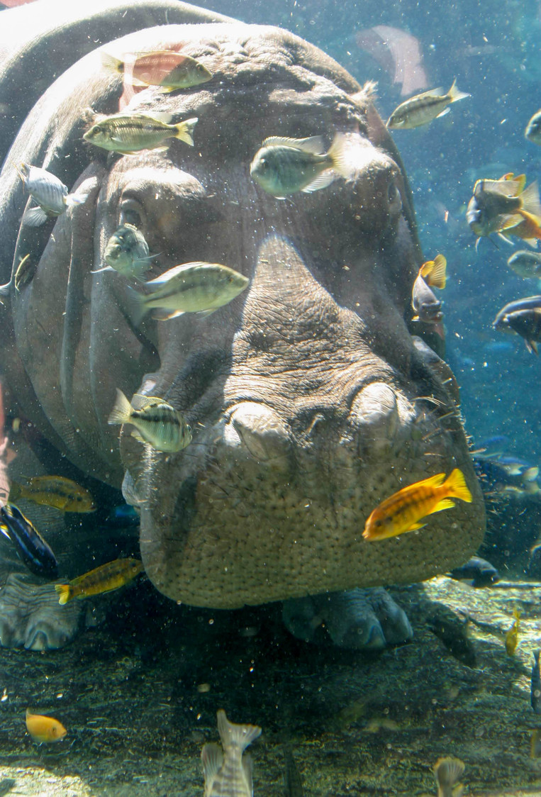 underwater hippo II