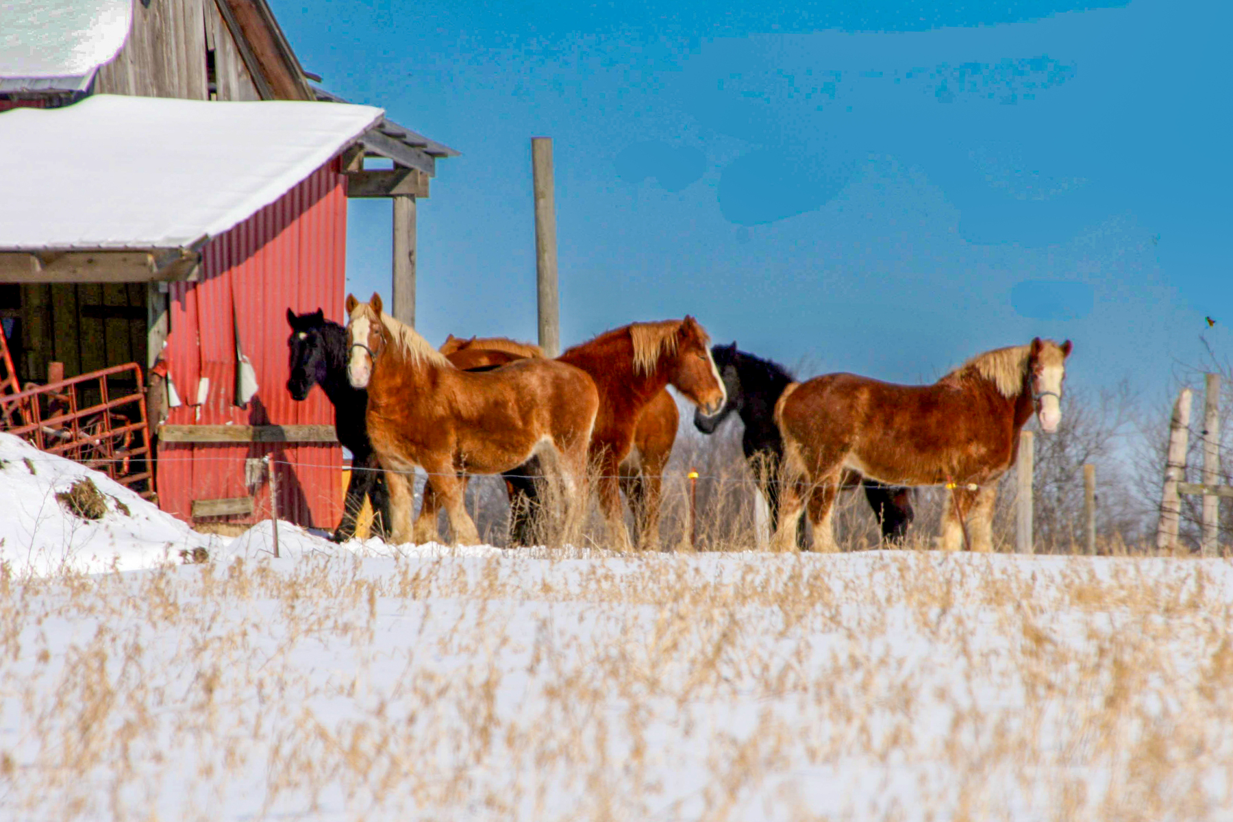 draft horses in winter
