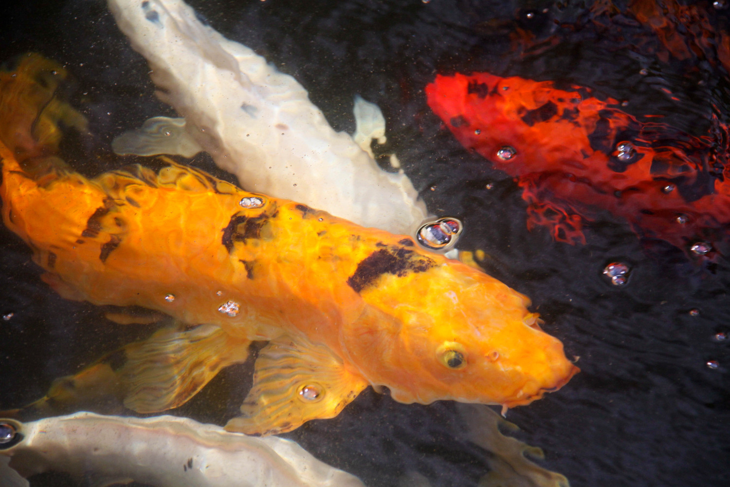 the koi pond at the westin