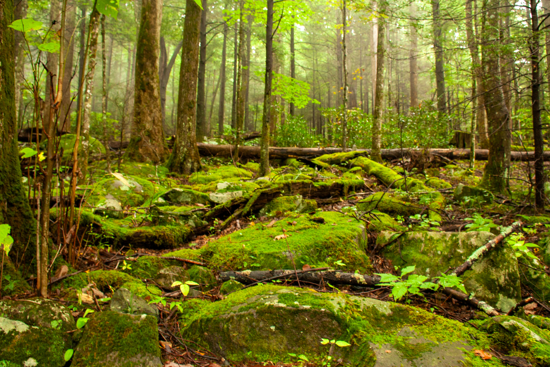 stone moss