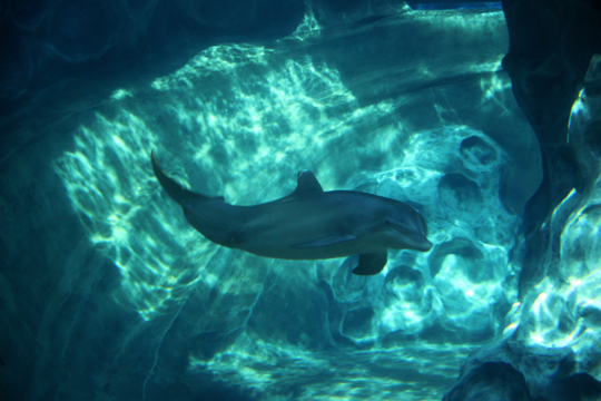 3_dp_Dolphin 018