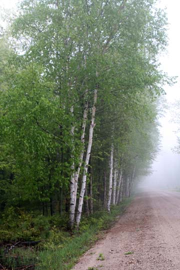 mi_7899 Birches along the lane