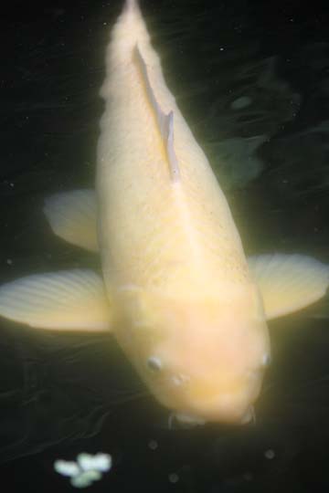 3_fi_koi_ 135