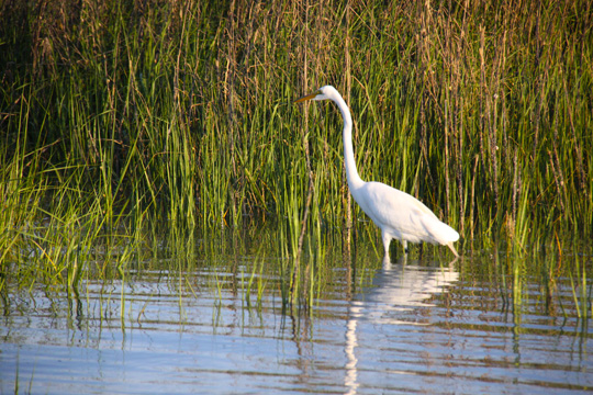 3_egret_060