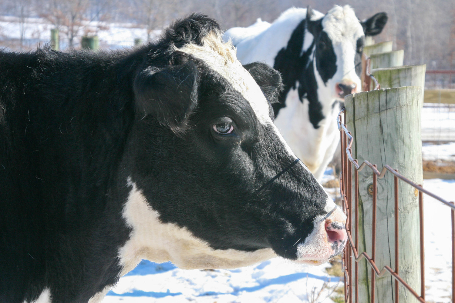 daisy the holstein