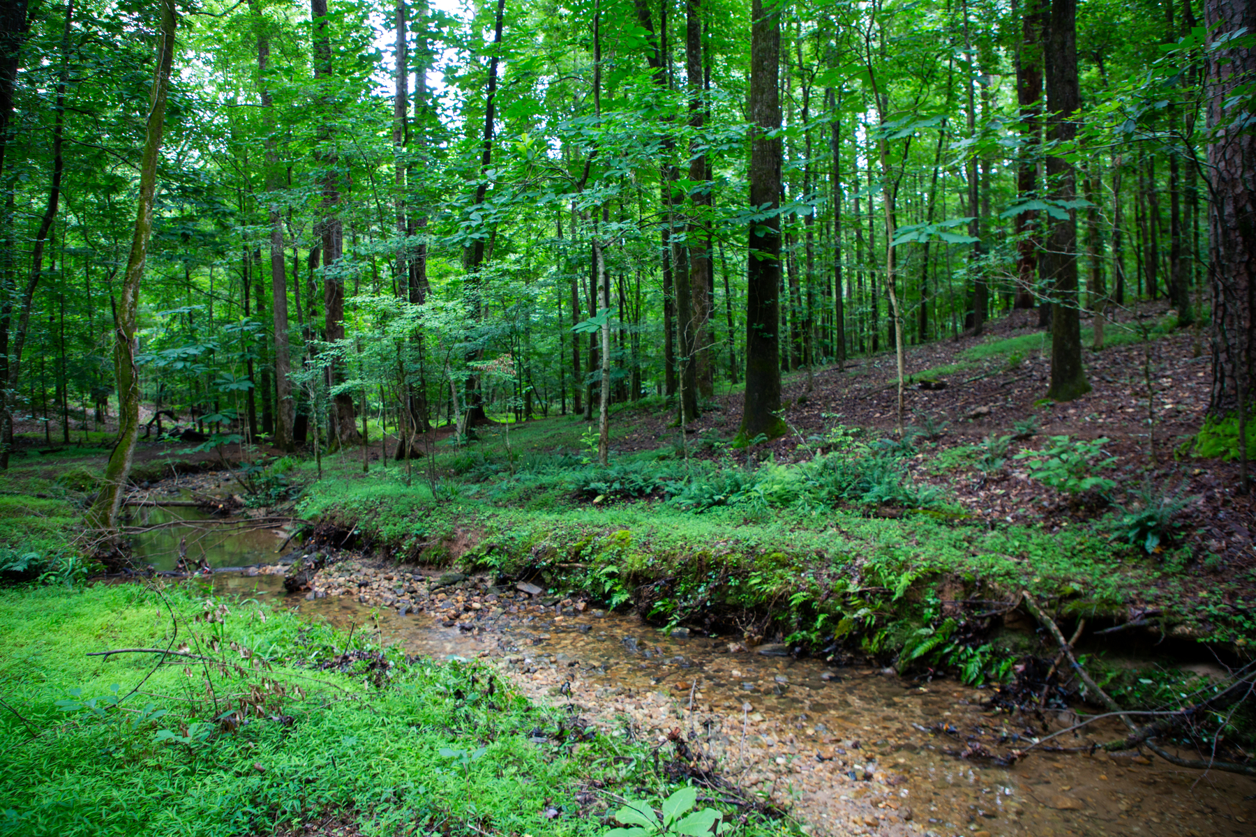 ga_how can this be so green?