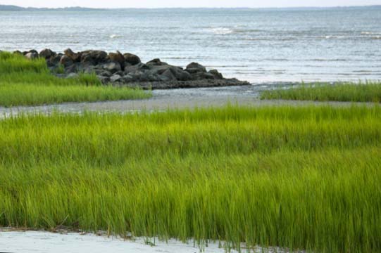 sc_marshgrass_004