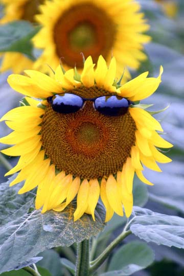 ye_smilin