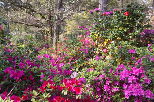 color everywhere_045