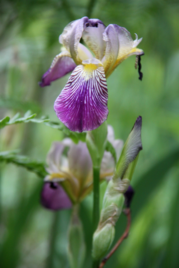 bpu__Marsh Iris2012 162
