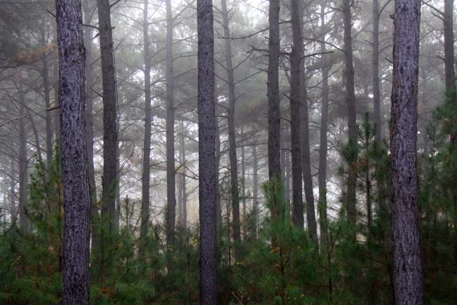 Landscape gallery/south Carolina