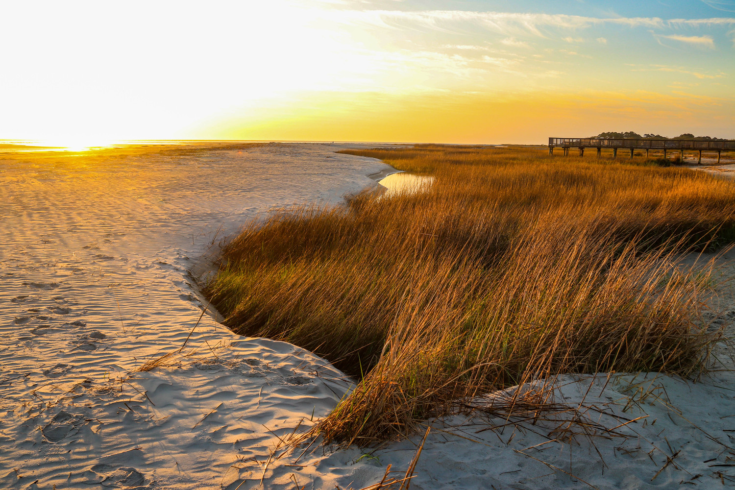 marshgrass at sunrise