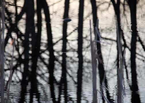 abs_layers of the pond_ 026.