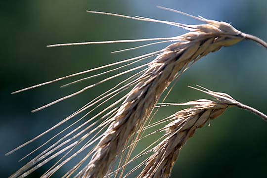 br_switchgrass