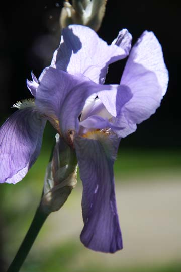 bpu_Iris_ 017