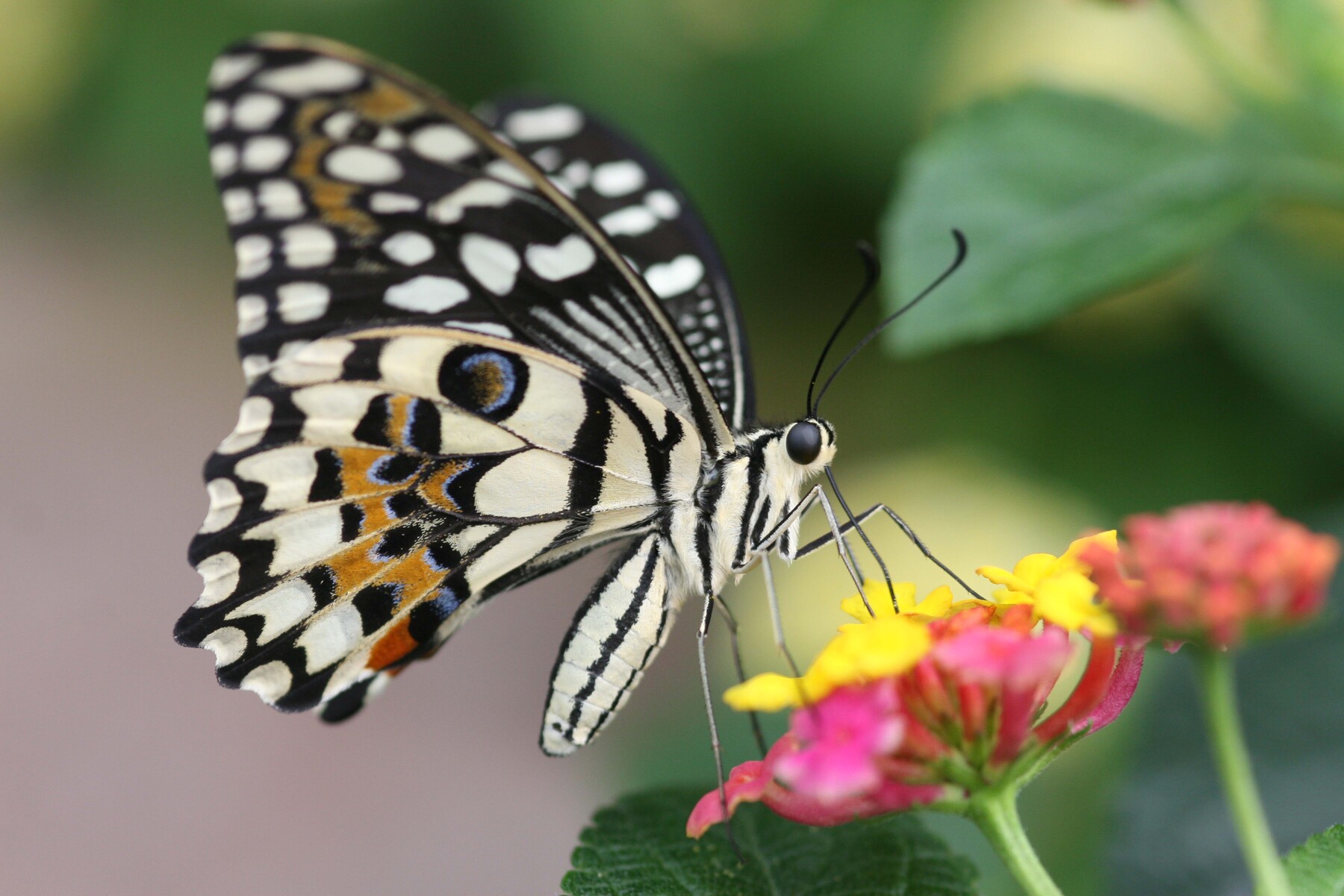 leopard butterfly