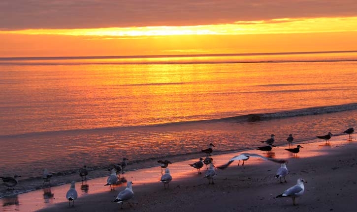 seagulls at sunset