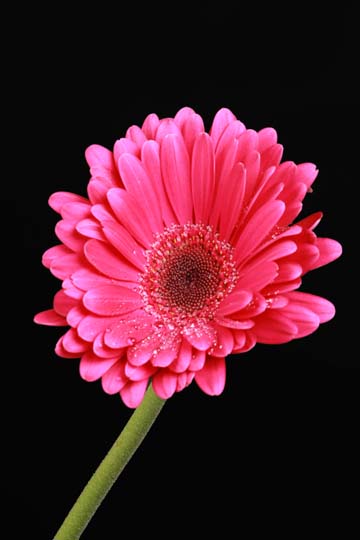 pin_5207