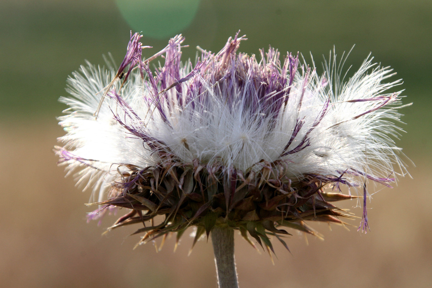 purple thistle
