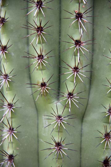 gr_cactus_ 028.
