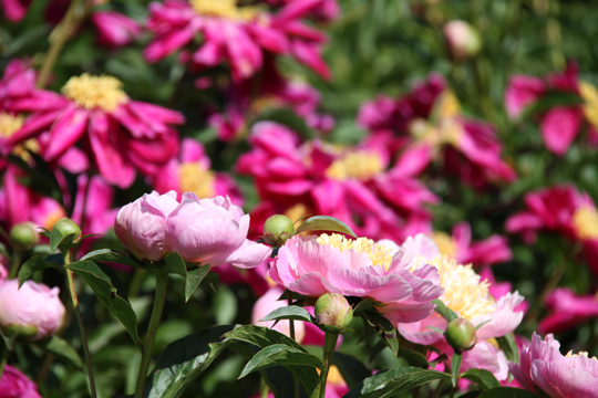 pin_More Pink_6466