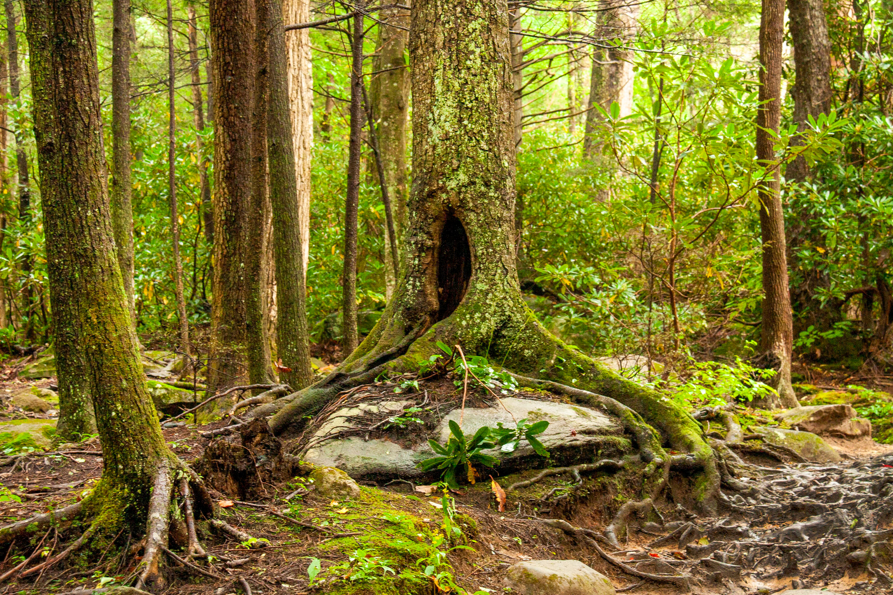 the walking trees