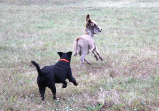 do_Pepper and Dolittle Playing_136