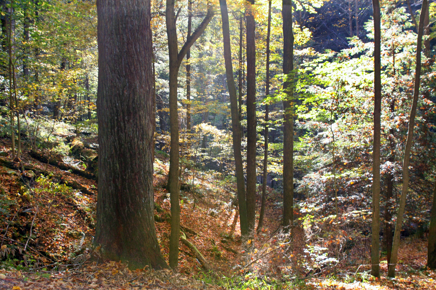 Stinchfield in summer