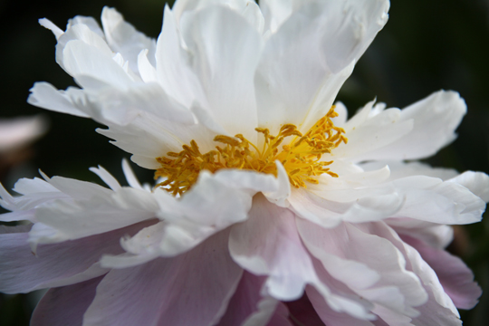 wh_Peonies_6531