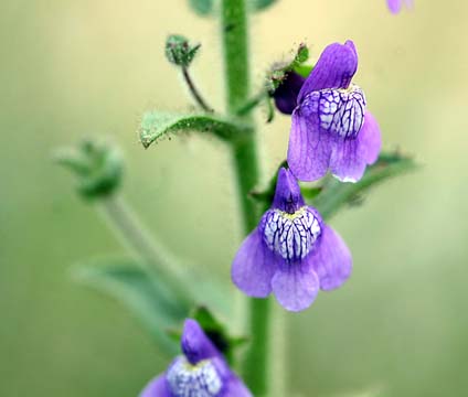 bpu_purplestalk