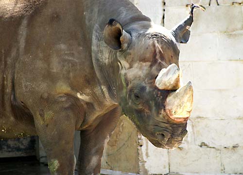 3_rh_Rhino